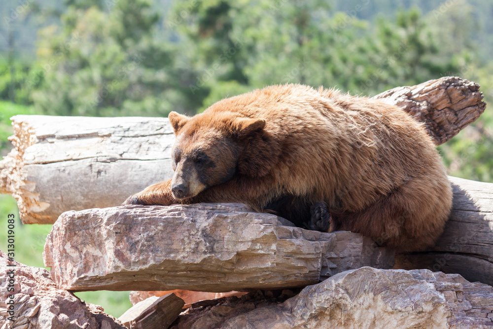 Sleeping Brown Bear