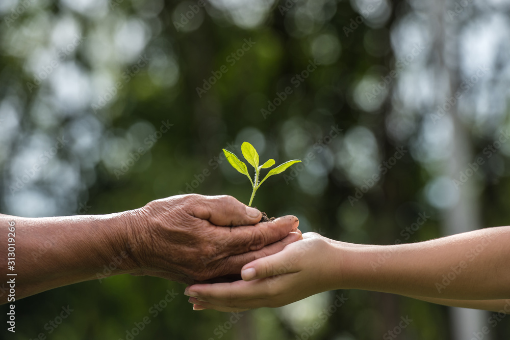 two hands holding together a green young plant. world environment day and sustainable environment in elderly people and children's volunteer hands. ecology concept two hands holding together a green young plant. world environment day and sustainable environment in elderly people and children's volunteer hands. ecology concept