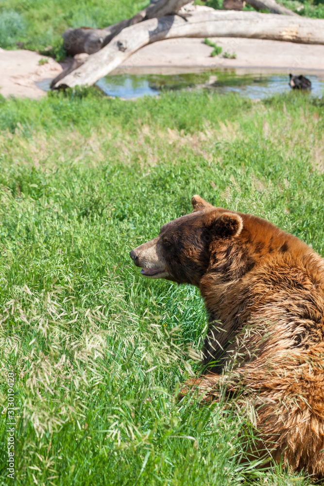 Fototapeta premium Brown Bear Sitting in Grass