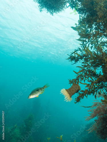 Purple wrasse and wandering anemone photo