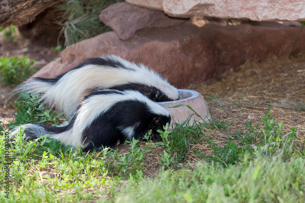 Naklejka premium Two Skunks Eating