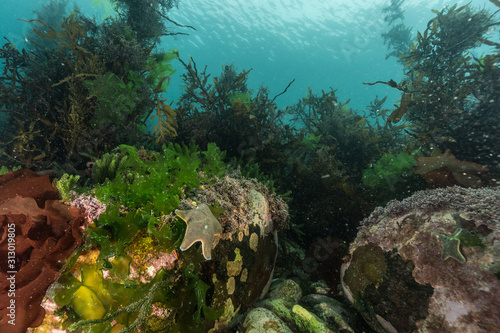 Marine reserve reef scene photo