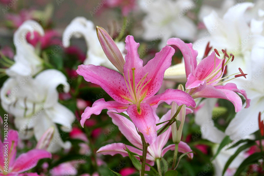 Beautiful pink and white flowers