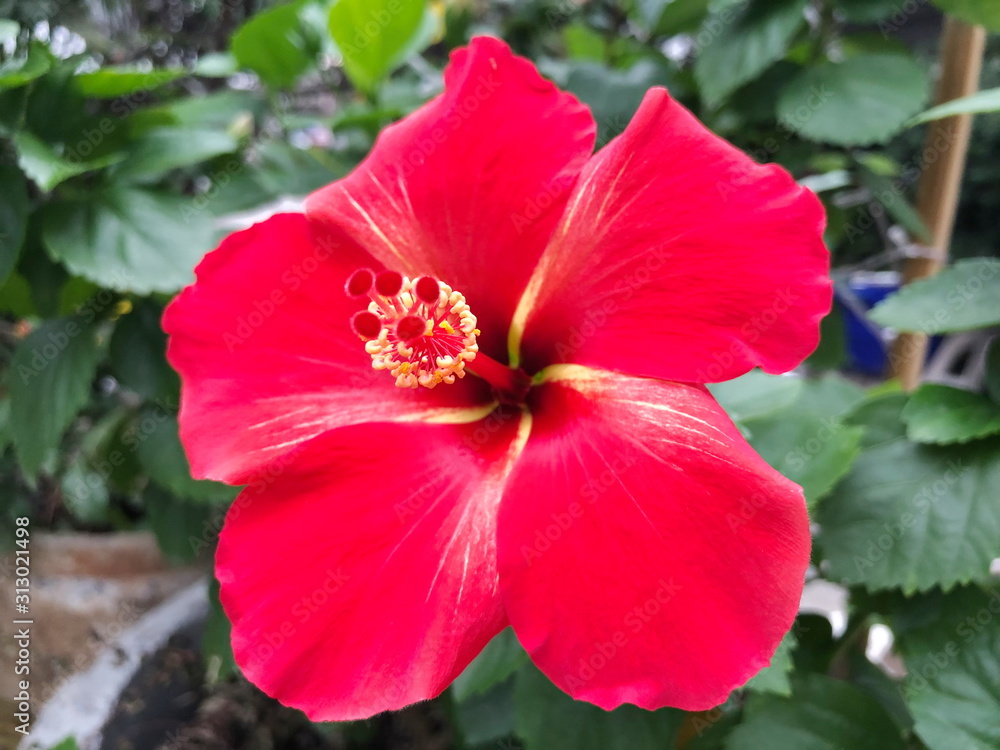 Red Hibiscus in the nature. Selective focus. Red Hibiscus in the nature. Selective focus.