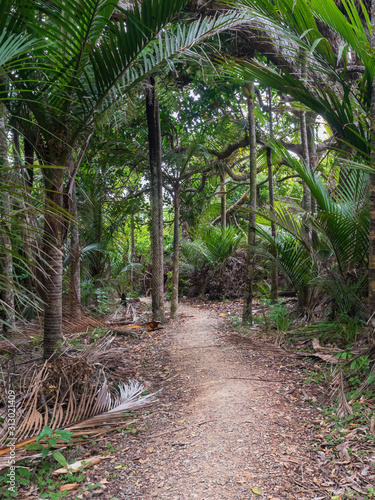 View of Comans Track at Karekare between nikau palm trees