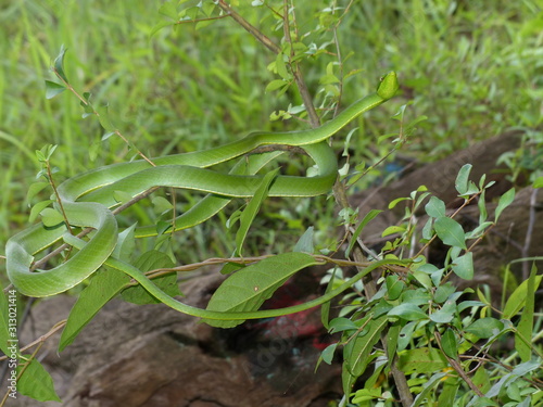 Oxybelis fulgidus, commonly known as the green vine snake or the flatbread snakeis a species of long, slender, arboreal colubrid snake. Location: Near Mamori Lake, Amazon – Brazil photo