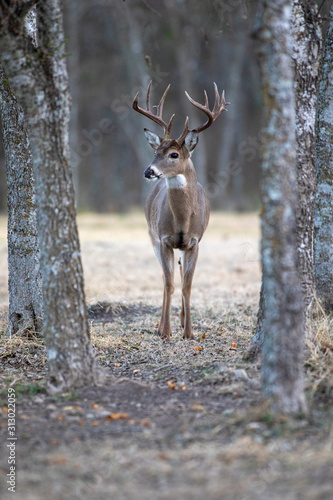 White-tailed deer in a Texas park in San Antonio