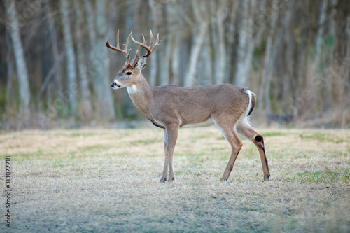White-tailed deer in a Texas park in San Antonio