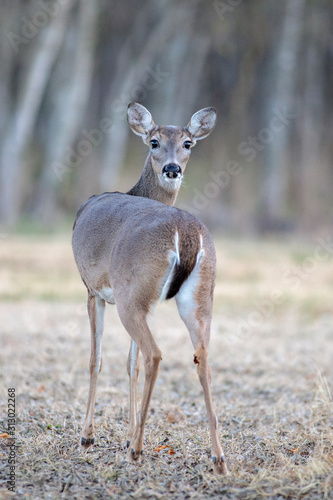 White-tailed deer in a Texas park in San Antonio