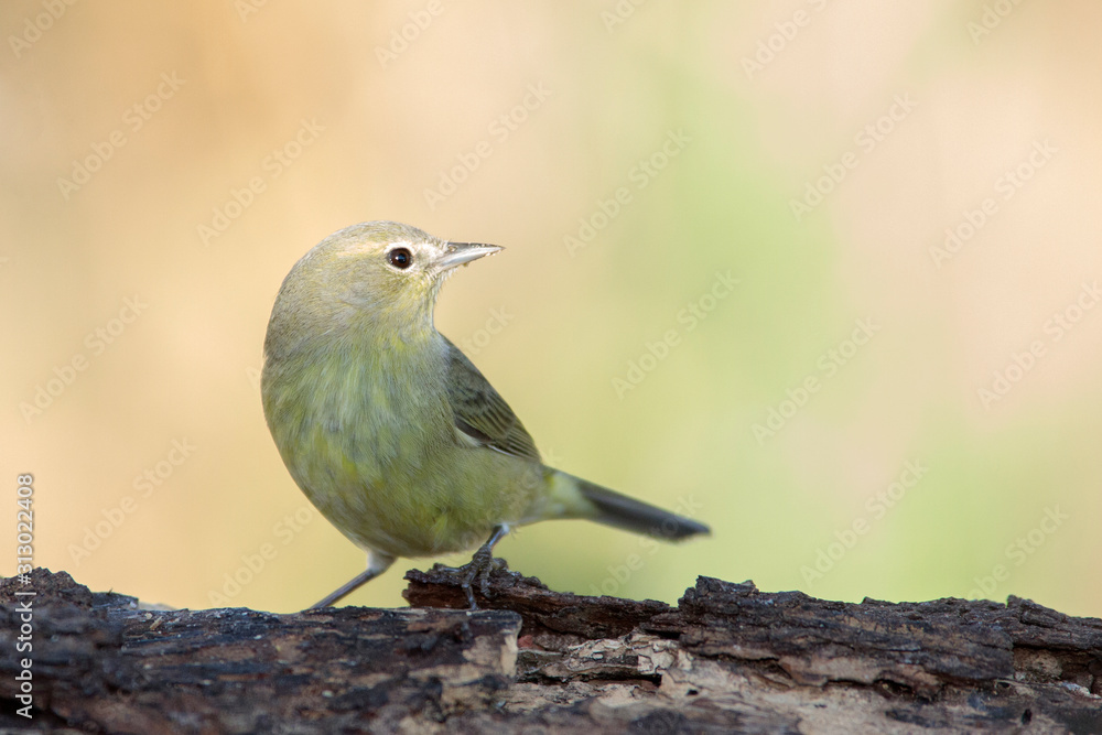 Fototapeta premium Orange crowned warbler perched on a branch on a home backyard feeder
