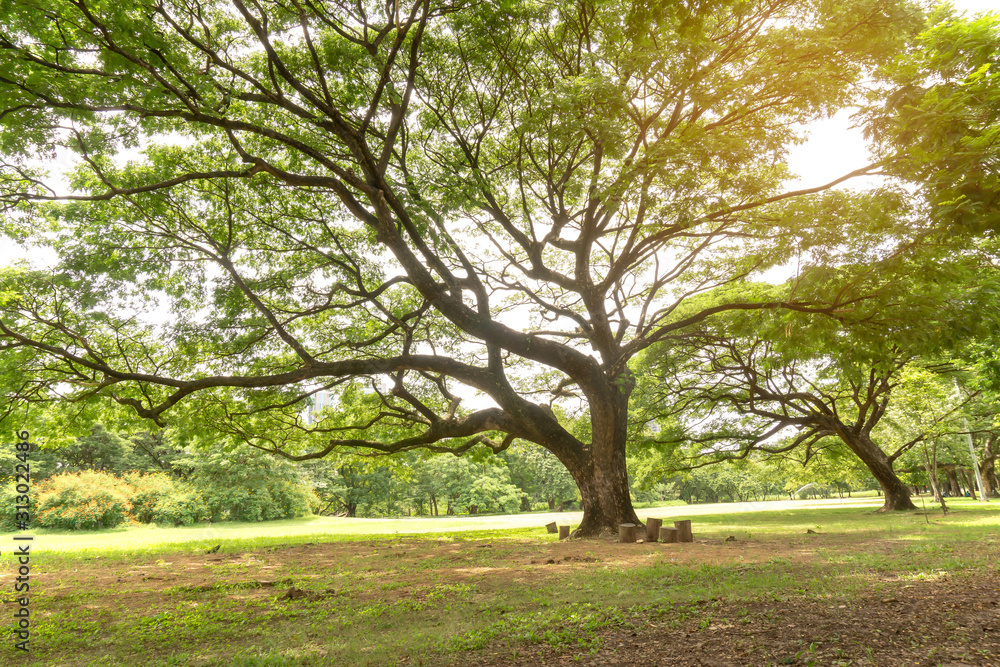 Greenery leaves branches of big Rain tree plant cover on green grass lawn under sunshine morning, plenty of trees on background in the park Greenery leaves branches of big Rain tree plant cover on green grass lawn under sunshine morning, plenty of trees on background in the park