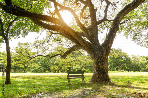 A big greenery branches of Rain tree plant under sunshine morning beside fresh green grass lawn yard, plenty of trees on background in beautiful garden and good care landscapes of the park