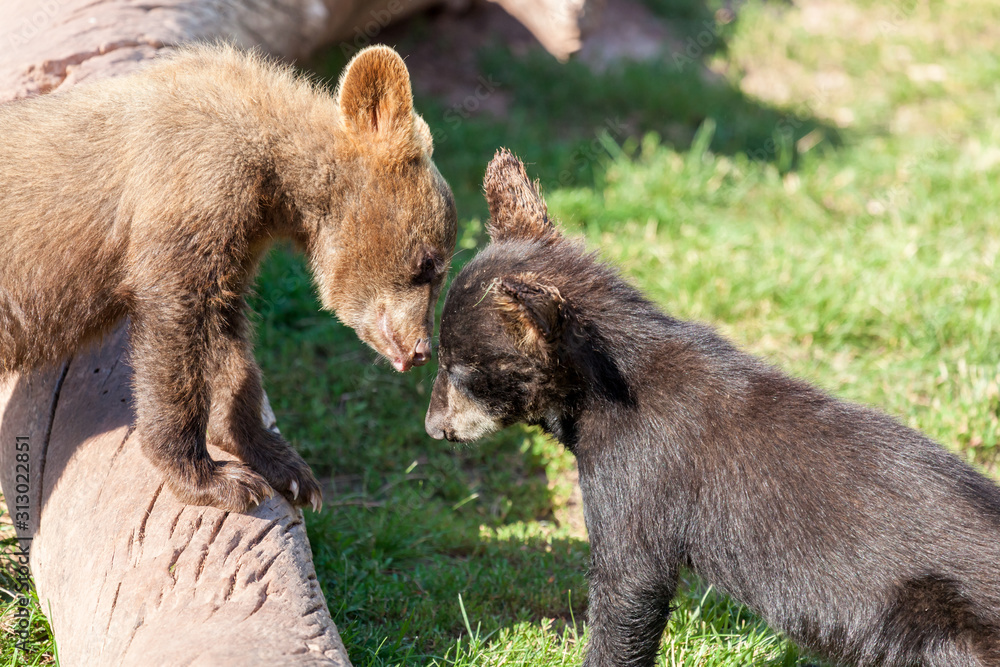 Cute Baby Bears