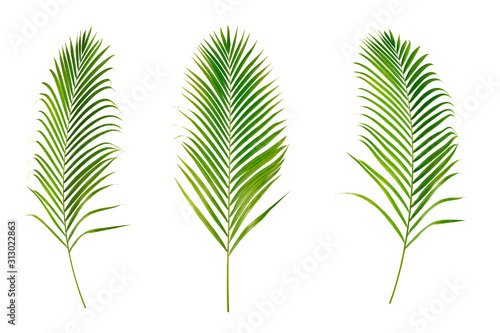 Green leaf of palm isolated on white background