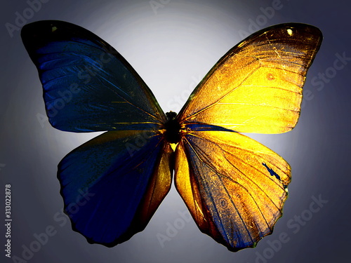 Yellow and Blue back lit butterfly 