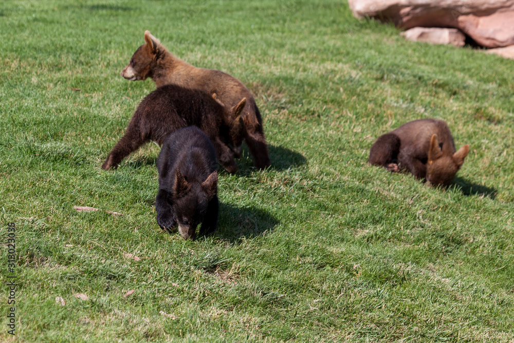 Fototapeta premium Baby Bears in the Sunshine