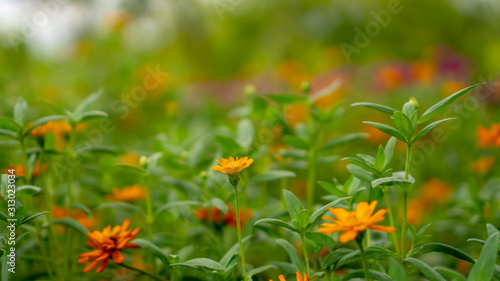 Field of yellow and orange petals of Narrowleaf Zinnia blooming on small bud and green leaves, know as Classic Zinnia is an annual flowering plant in Asteraceae family, selective focus image