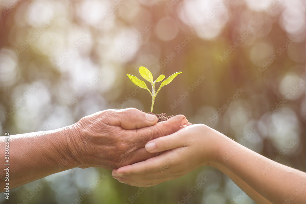 two hands holding together a green young plant. world environment day and sustainable environment in elderly people and children's volunteer hands. ecology concept two hands holding together a green young plant. world environment day and sustainable environment in elderly people and children's volunteer hands. ecology concept