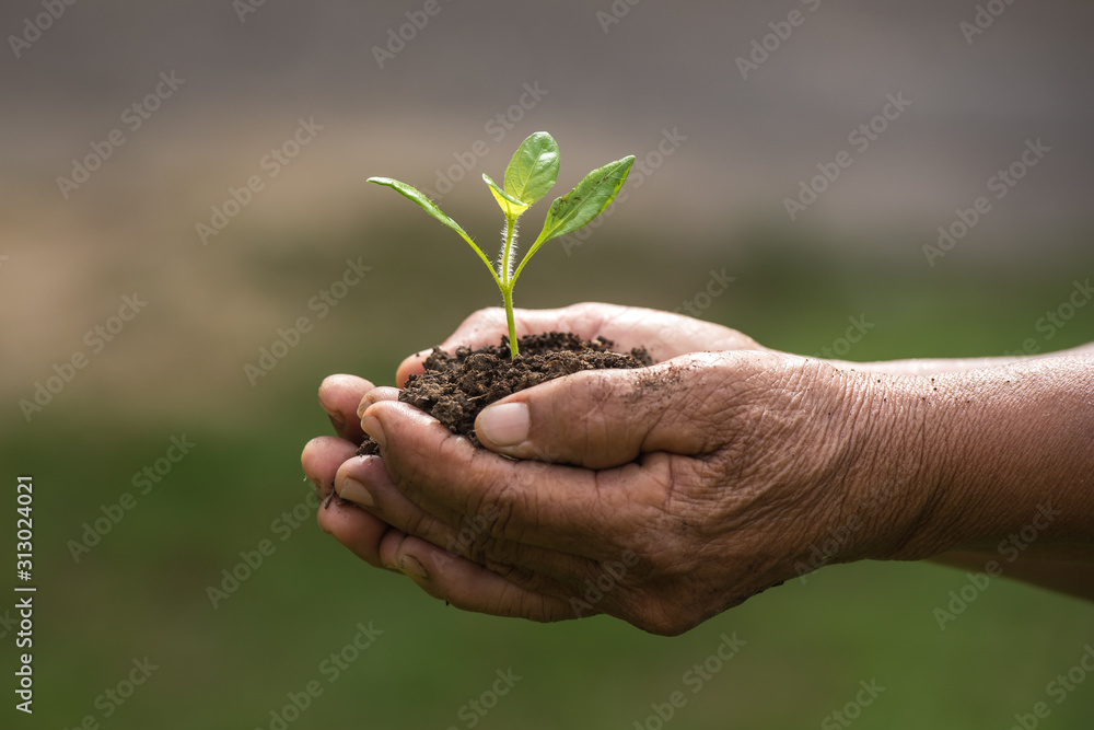 environment earth day In the hands of trees growing seedlings. The old man holding a light green tree in his hand. concept ecology environment earth day In the hands of trees growing seedlings. The old man holding a light green tree in his hand. concept ecology