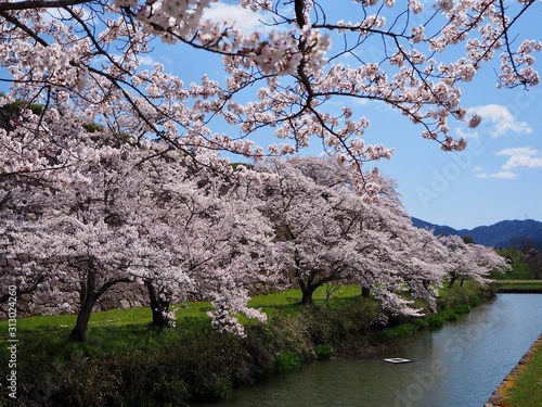 桜の時期の篠山城跡