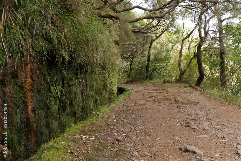 Naklejka premium Landscape of madeira island - levada path, trekking outdoor