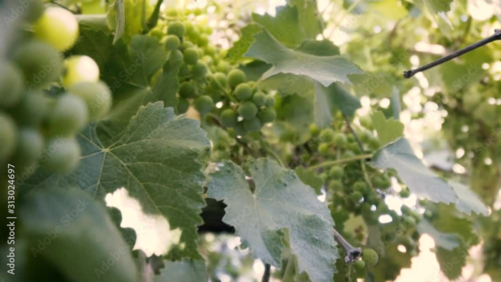 Shooted in slow motion, organic grape tree, leaf and immature green grapes in Chile Shooted in slow motion, organic grape tree, leaf and immature green grapes in Chile