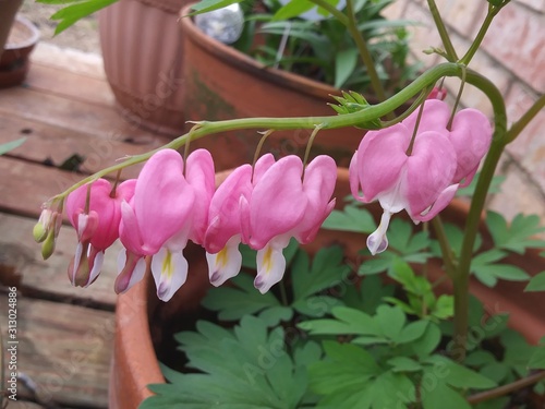 Bleeding Hearts
