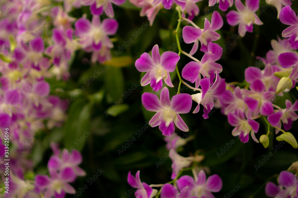 Obraz premium Orchids garden, bunches of pink petals Dendrobium hybrid orchid blossom on dark green leaves blurry background