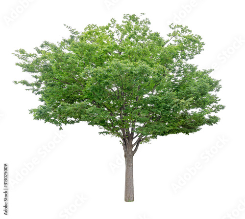 Single green tree isolated   an evergreen leaves plant die cut on white background with clipping path