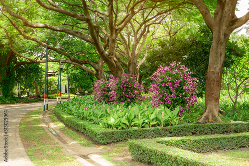 Orchids garden in a park, Pink Dendrobium hybrid orchid blossom on the trees, pink Siam tulip or Summer tulips and flowering plant blooming beside a walkway grey pavement under shading © Arunee