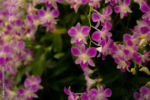 Orchids garden  bunches of pink petals Dendrobium hybrid orchid blossom on dark green leaves blurry background