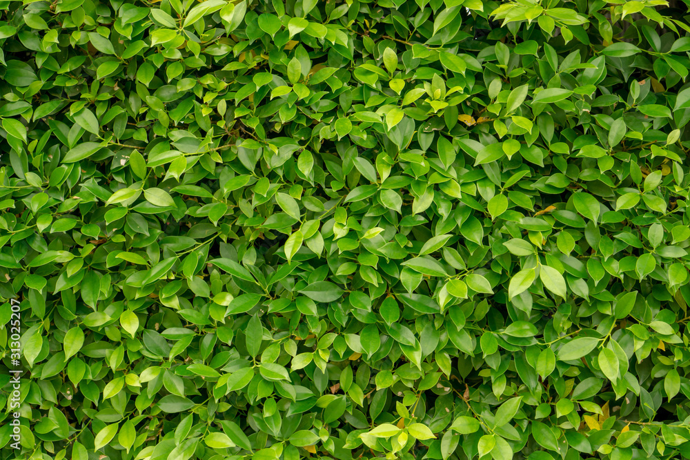 Green leaf wall of Ficus shrub plant, closeup image for greenery background Green leaf wall of Ficus shrub plant, closeup image for greenery background