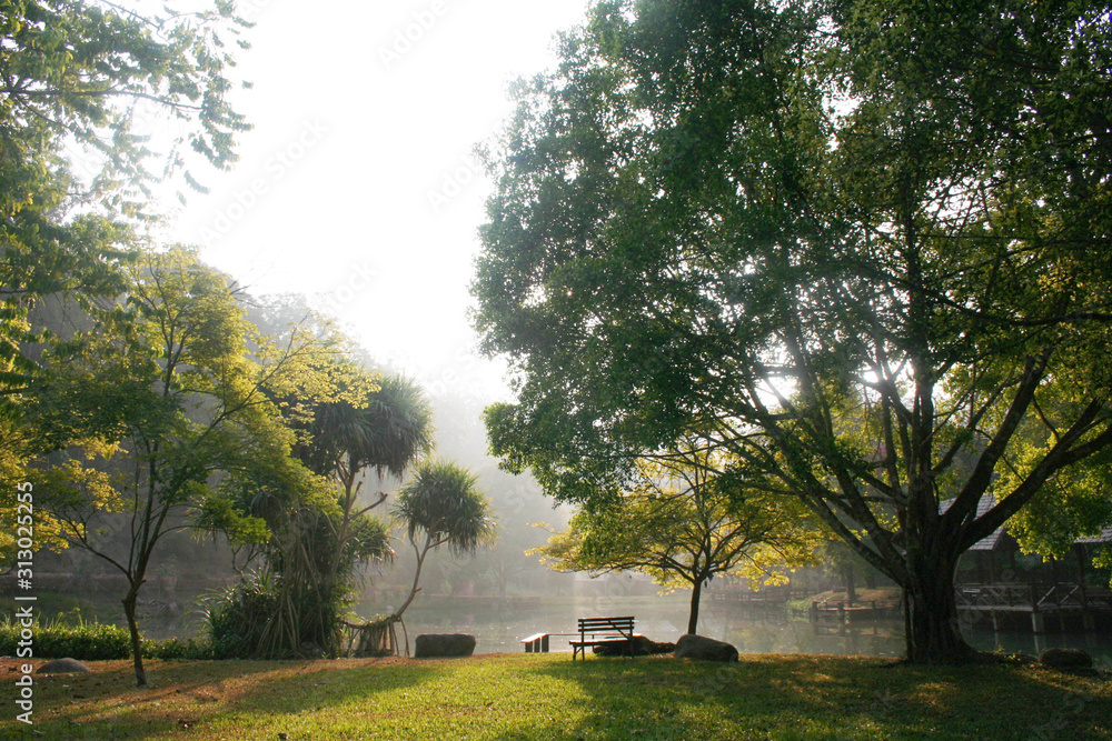 Obraz premium Morning sun and the atmosphere in the garden
