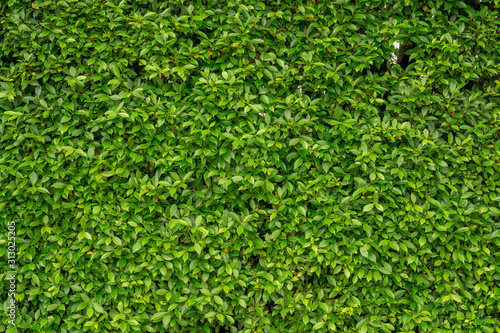 Εκτύπωση καμβά Green leaf wall of Ficus shrub plant, closeup image for greenery  background