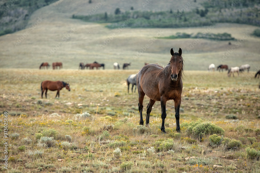 Fototapeta premium Wild Horse Portrait