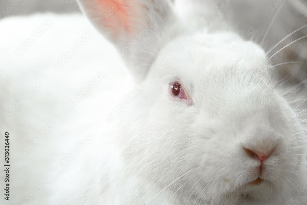Cute white rabbit looking at camera.A domestic rabbit is commonly known as a pet rabbit, a bunny.Male rabbit is known as a buck, a female is a doe, and a young rabbit is a kit, or kitten Cute white rabbit looking at camera.A domestic rabbit is commonly known as a pet rabbit, a bunny.Male rabbit is known as a buck, a female is a doe, and a young rabbit is a kit, or kitten