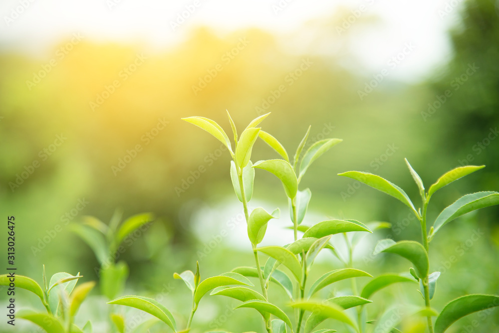 Obraz premium Fresh green tea leaves. Green tea plantations in morning sunrise.Freshness organic tea garden for background.