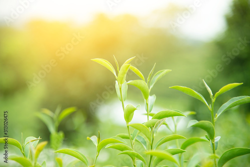 Fresh green tea leaves. Green tea plantations in morning sunrise.Freshness organic tea garden for background.