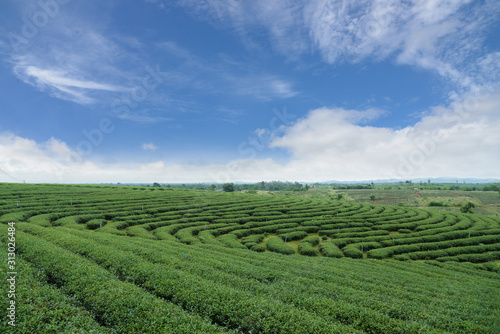 Green tea agriculture field landscape.Scenic view of organic tea plantation pattern.Tranquility scenery freshness green natural background.