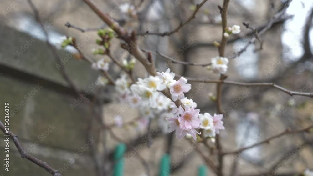 A tree branch in blossom in spring time. A tree branch in blossom in spring time.