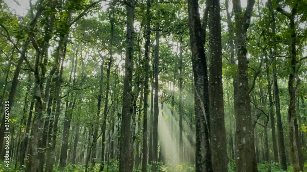 4k Shot of camera tracking across the woods in the forest of Jim Corbett ib Uttarakhand, India, steady cam panning shot of tall trees with the rays of Sun cutting across occasionally 4k Shot of camera tracking across the woods in the forest of Jim Corbett ib Uttarakhand, India, steady cam panning shot of tall trees with the rays of Sun cutting across occasionally