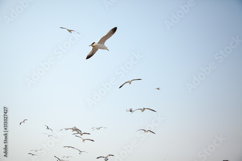 free seagulls © rokacaptain