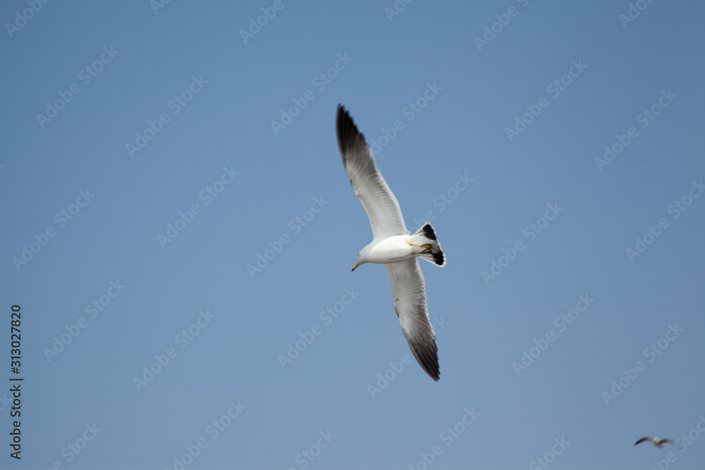 free seagulls