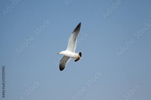 free seagulls