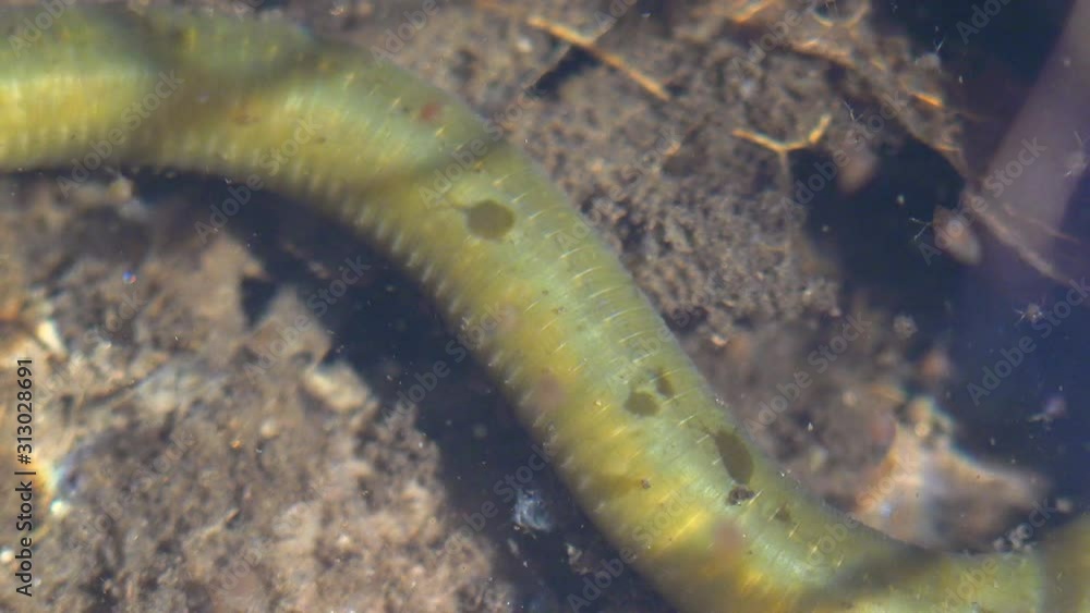 Proboscisless leeches, Arhynchobdellida, Hirudinea, Proboscisless leeches are generally