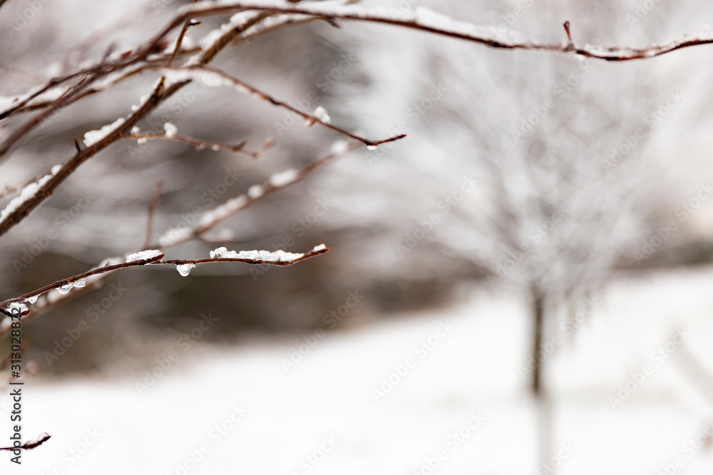 ふりたての雪 ふりたての雪