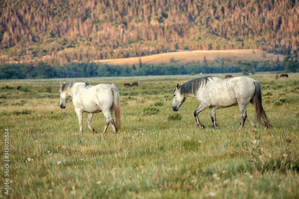 Obraz premium Mustangs