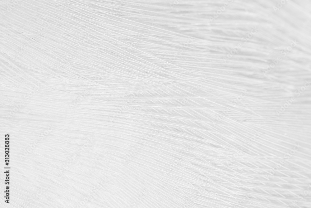 Obraz premium Beautiful white feather wool pattern texture background