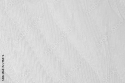 Wallpaper Mural Beautiful white feather wool pattern texture background Torontodigital.ca