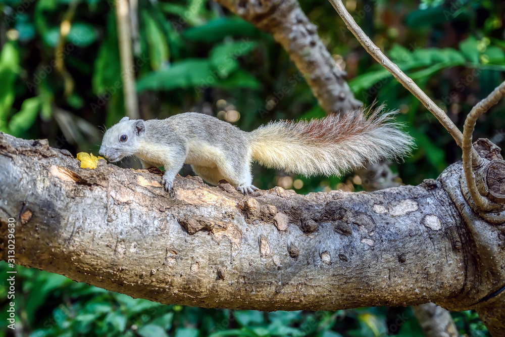 Finlayson's squirrel or the variable squirrel (Callosciurus finlaysoni), and Asian tree squirrel